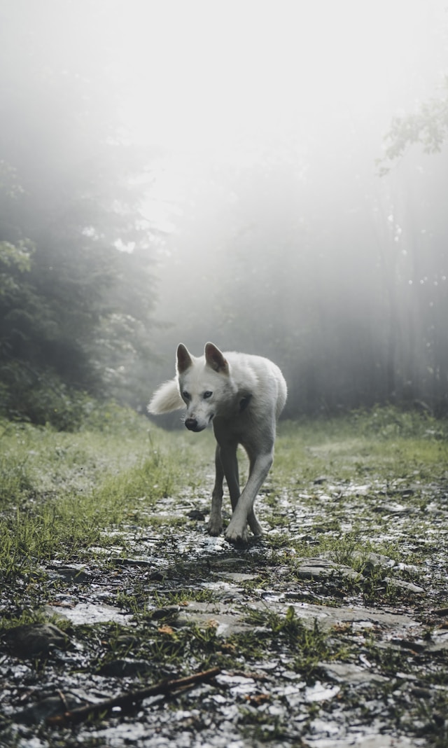 marek-szturc-n3qWOO_WO3E-unsplash